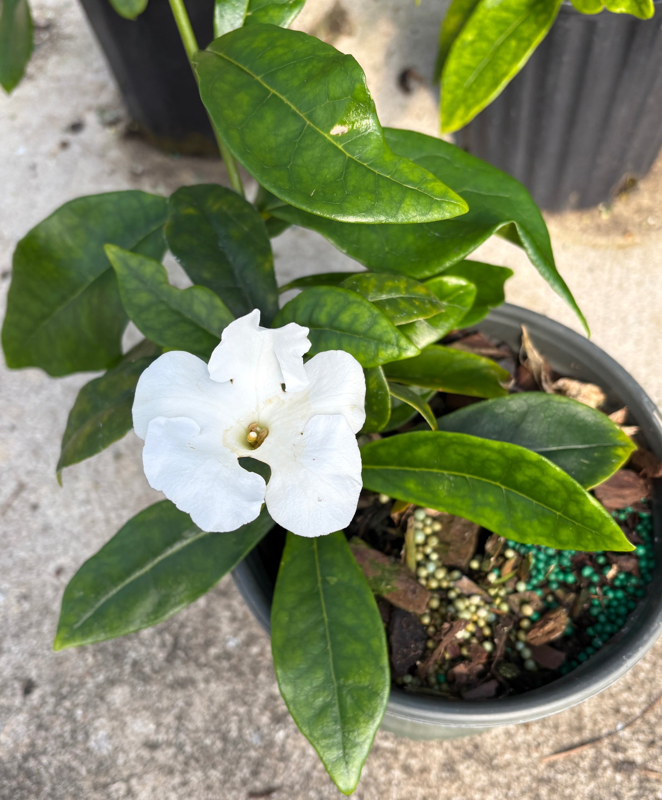 Brunfelsia, Lady of the Night | GCMGA Online Store