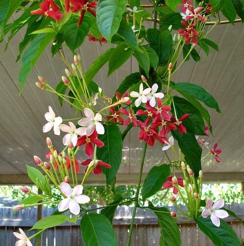 Rangoon Creeper | GCMGA Online Store