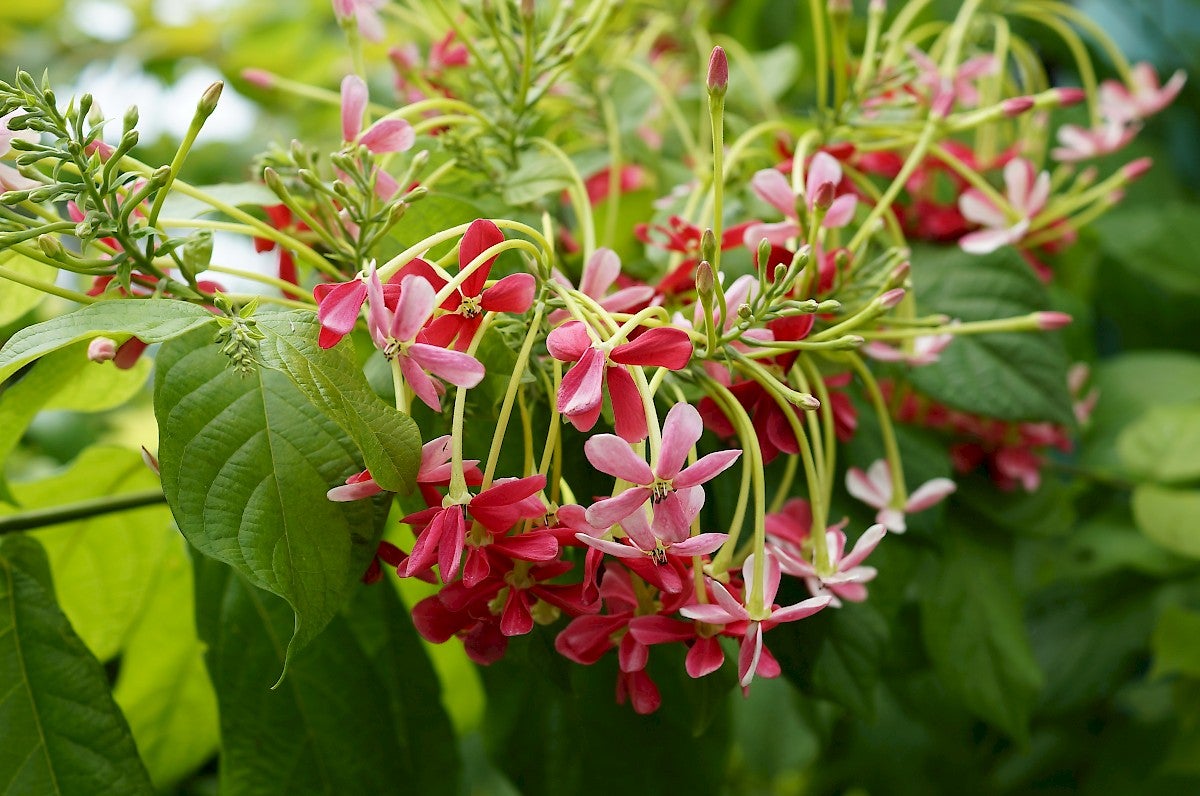 Rangoon Creeper | GCMGA Online Store